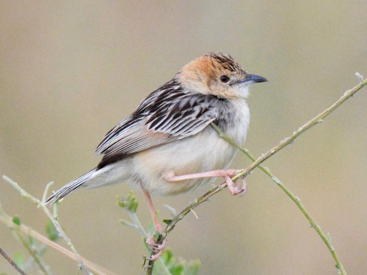 Stout Cisticola