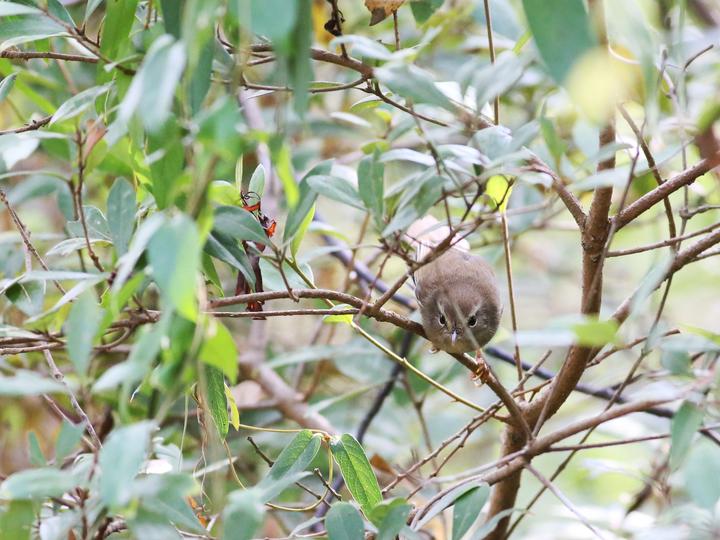 Brown-flanked Bush Warbler
