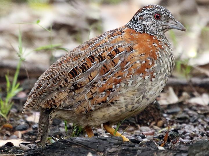 Painted Buttonquail