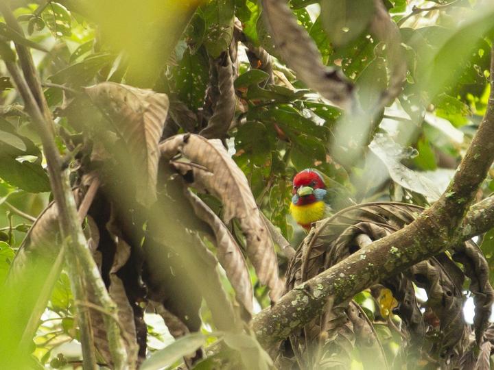 Versicolored Barbet