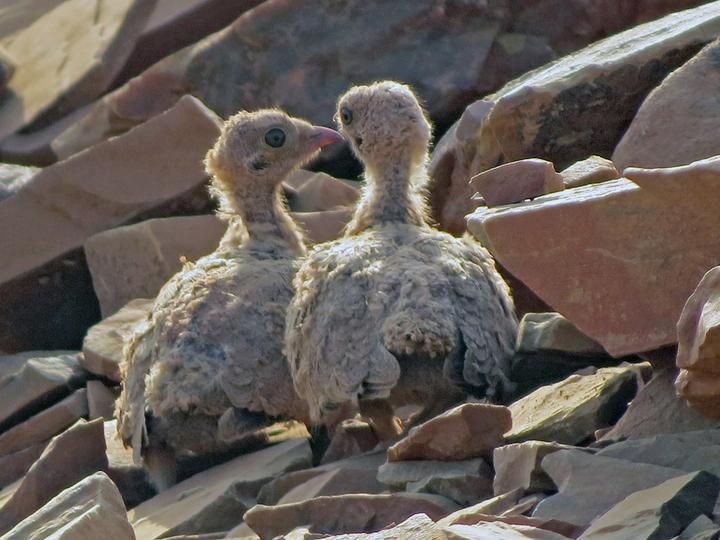 Painted Sandgrouse