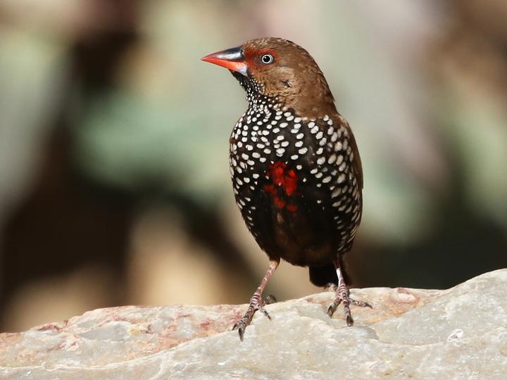 Painted Finch