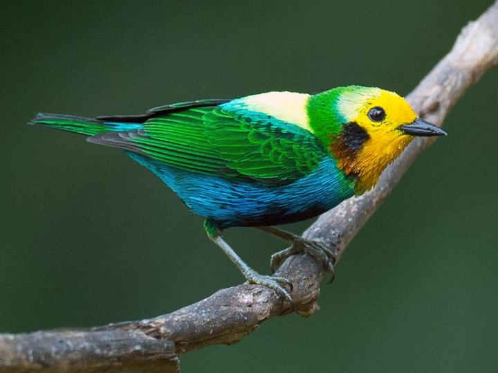 Multicolored Tanager