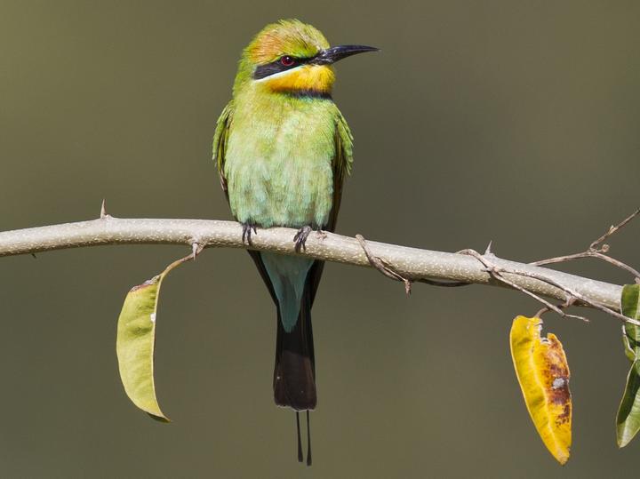 Rainbow Bee-eater