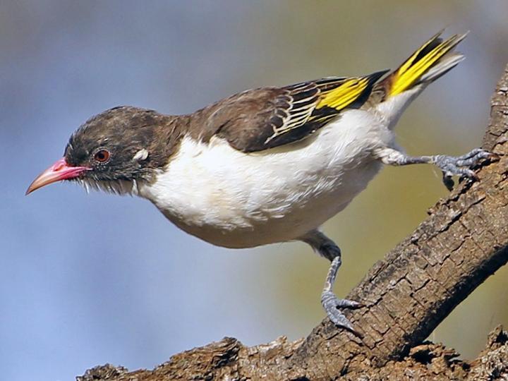 Painted Honeyeater