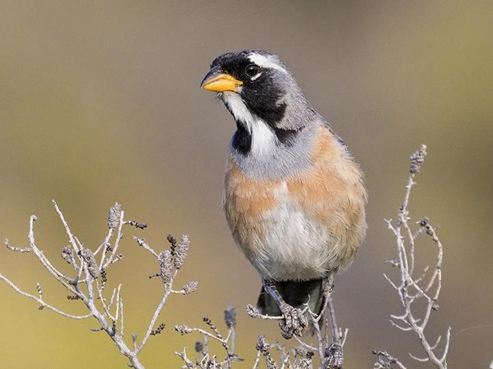 Many-colored Chaco Finch