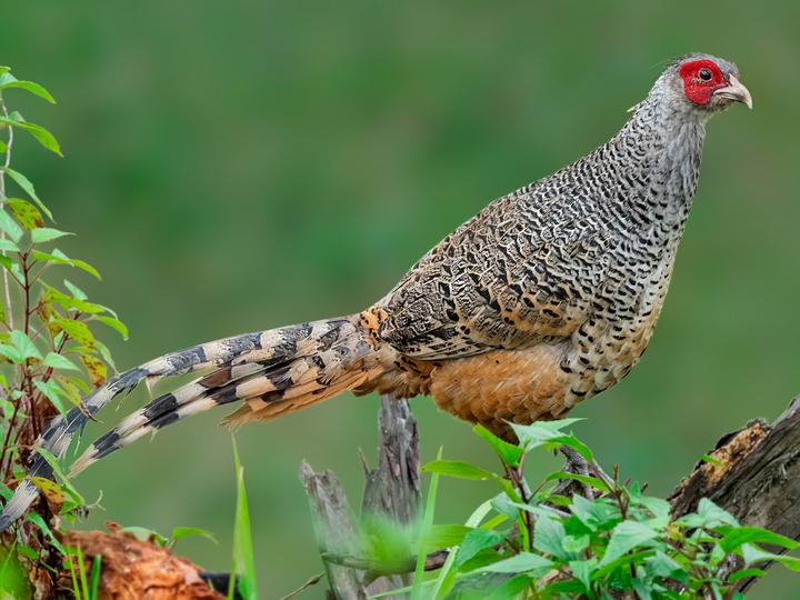 Cheer Pheasant