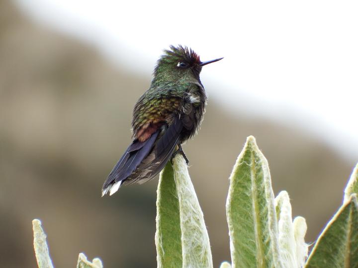 Rainbow-bearded Thornbill