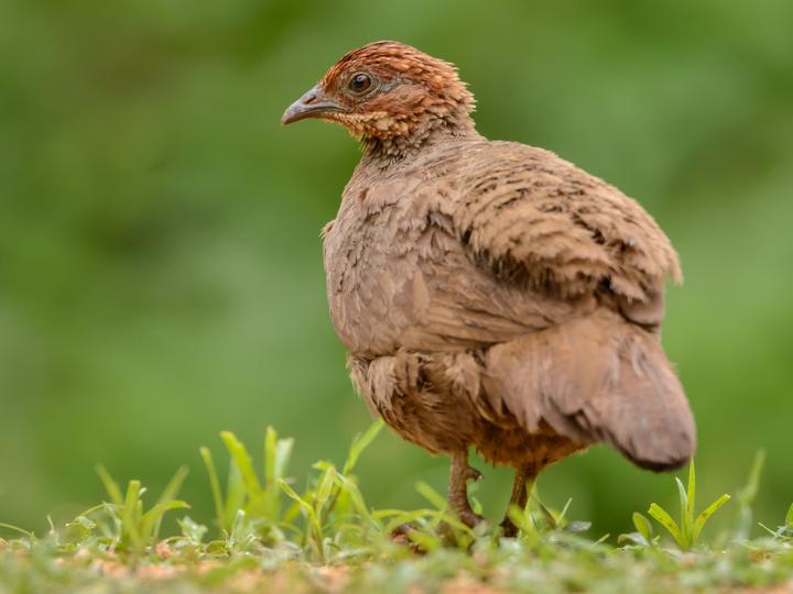 Painted Spurfowl