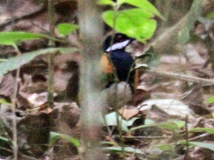 Painted Quail-thrush