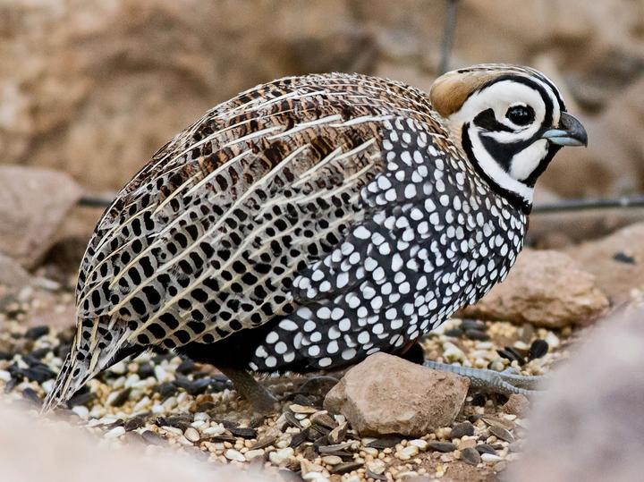 Montezuma Quail