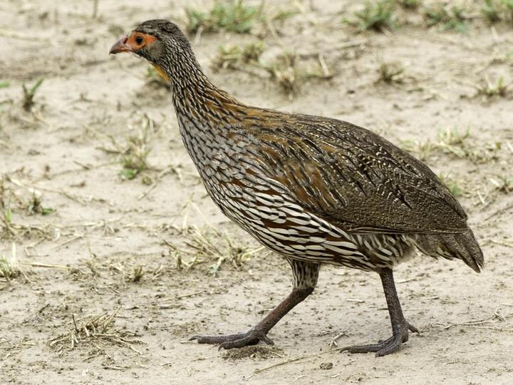 Grey-breasted Spurfowl