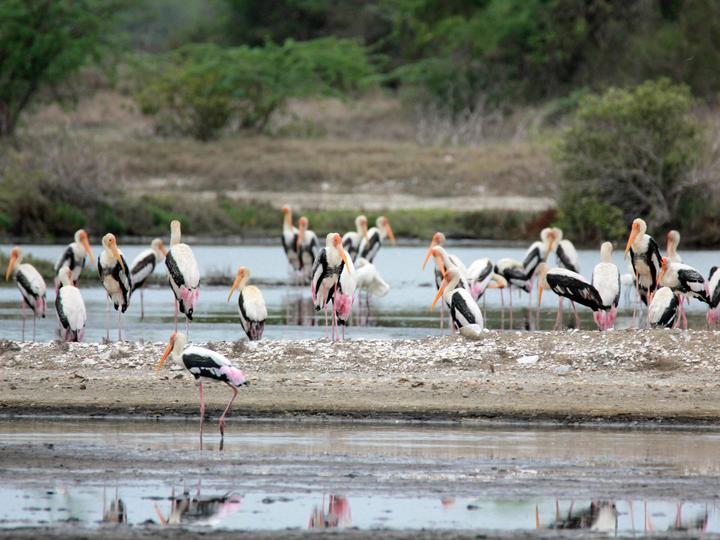 Painted Stork