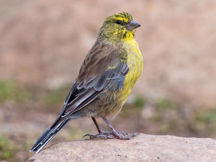 Drakensberg Siskin
