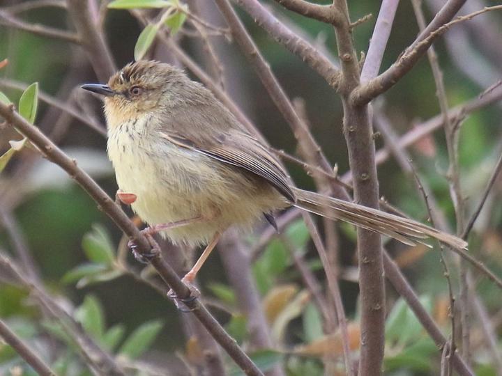 Drakensberg Prinia