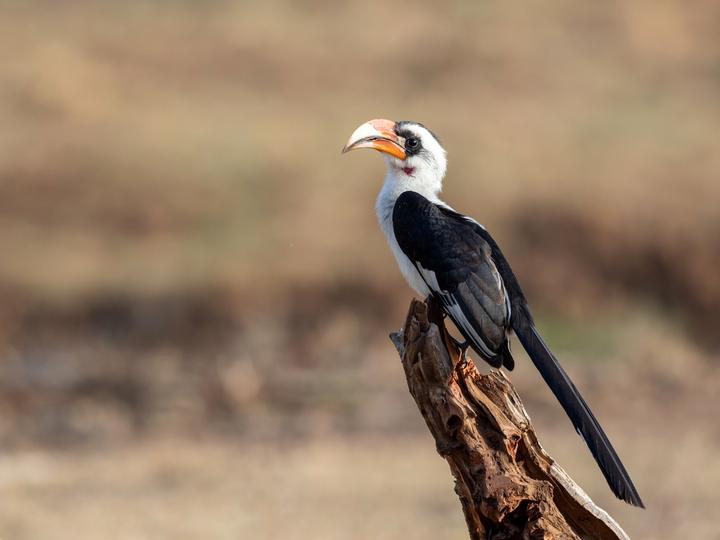 Von der Decken's Hornbill
