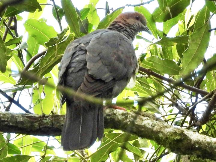 Eastern Bronze-naped Pigeon