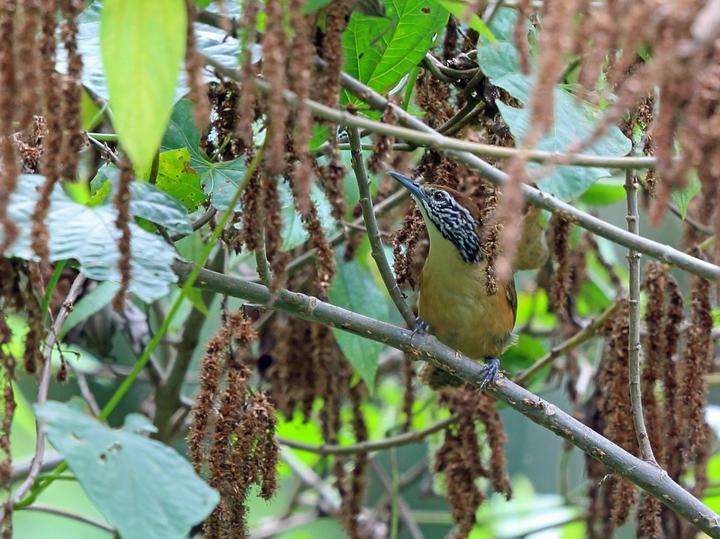 Happy Wren