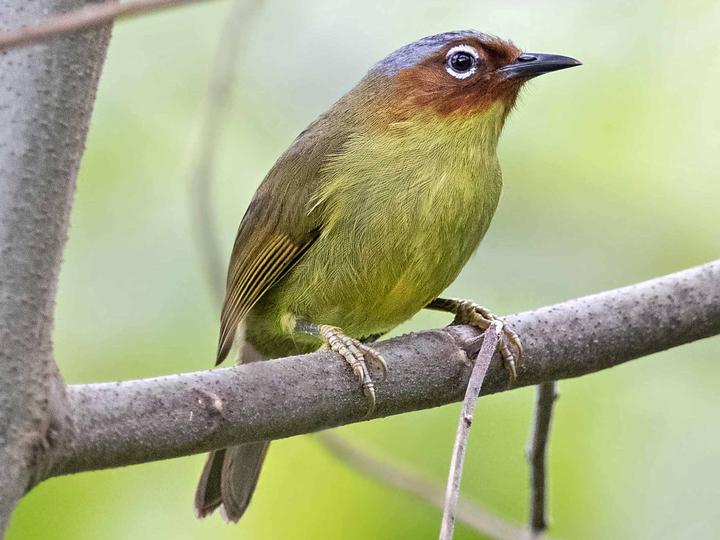 Chestnut-faced Babbler