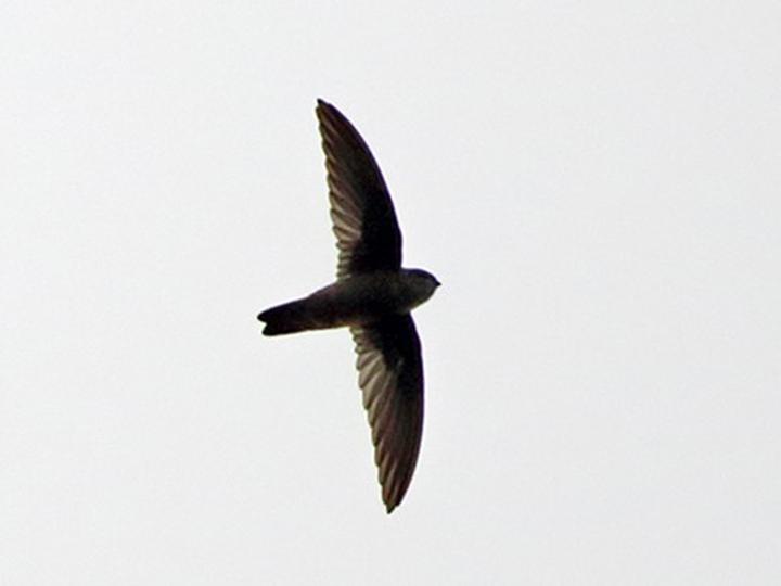 Whitehead's Swiftlet