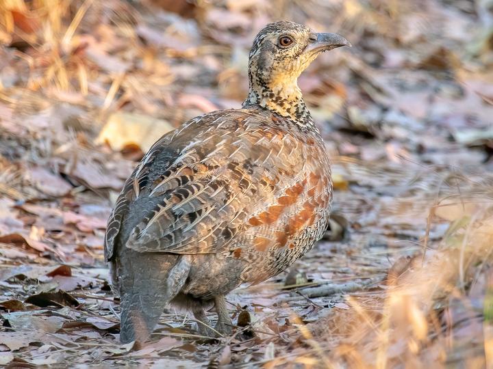 Whyte's Francolin