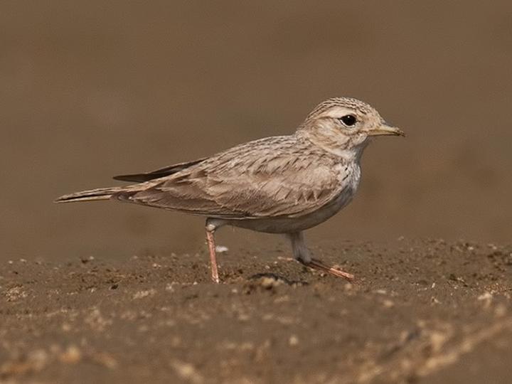 Sand Lark