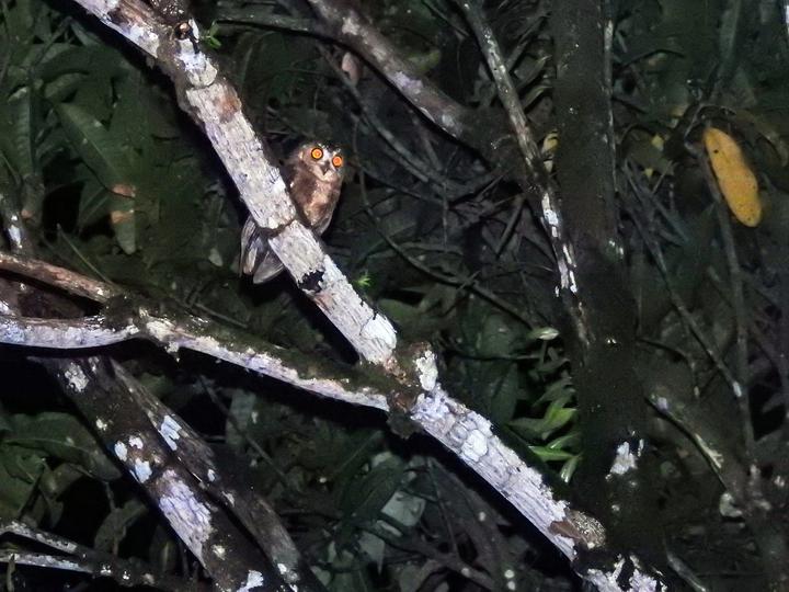 Enggano Scops Owl