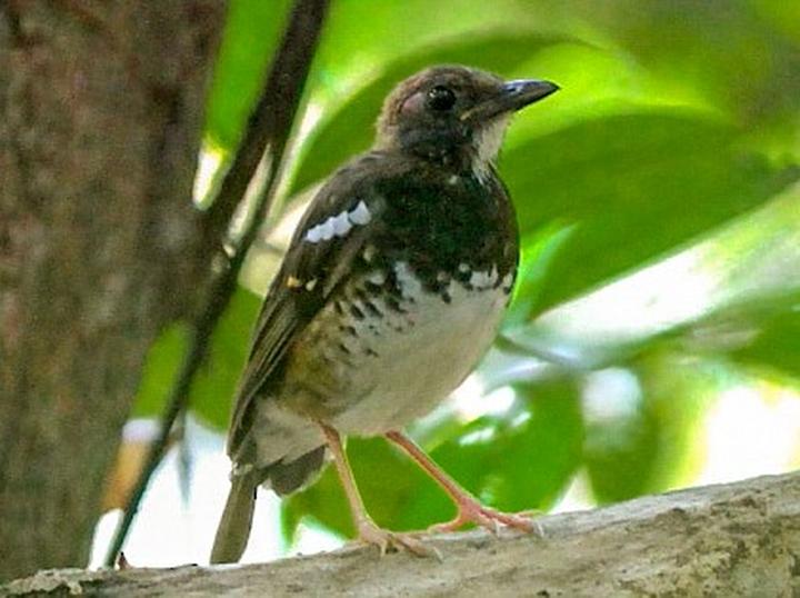 Enggano Thrush