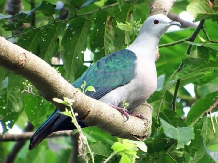 Enggano Imperial Pigeon