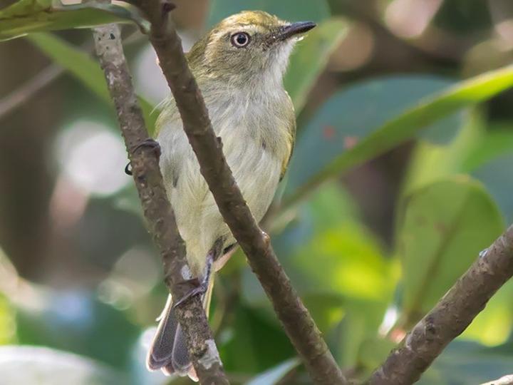 Hangnest Tody-Tyrant