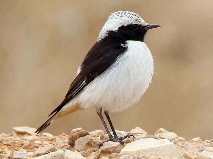 Mourning Wheatear