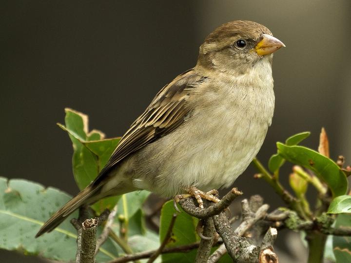 Italian Sparrow