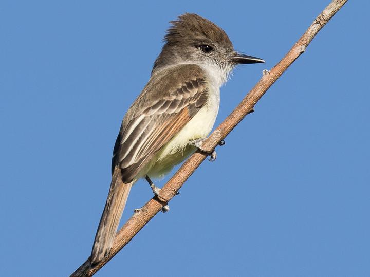 Stolid Flycatcher
