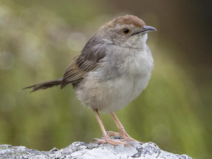Rock-loving Cisticola