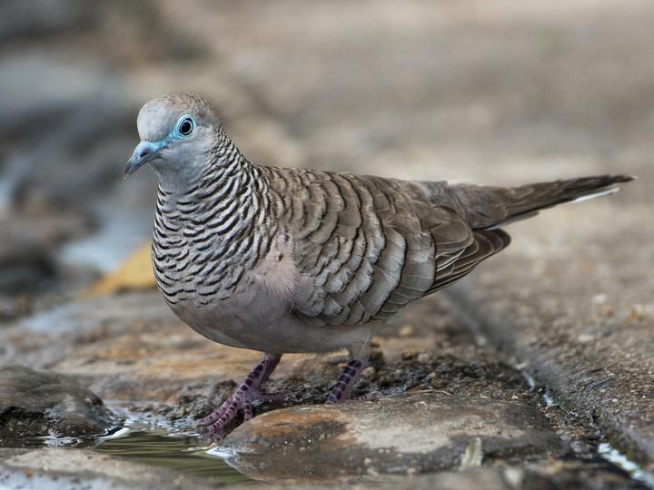 Peaceful Dove
