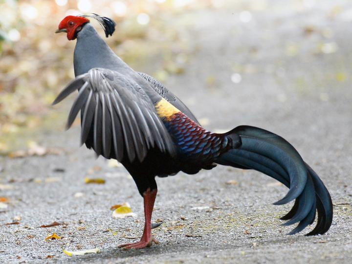 Siamese Fireback