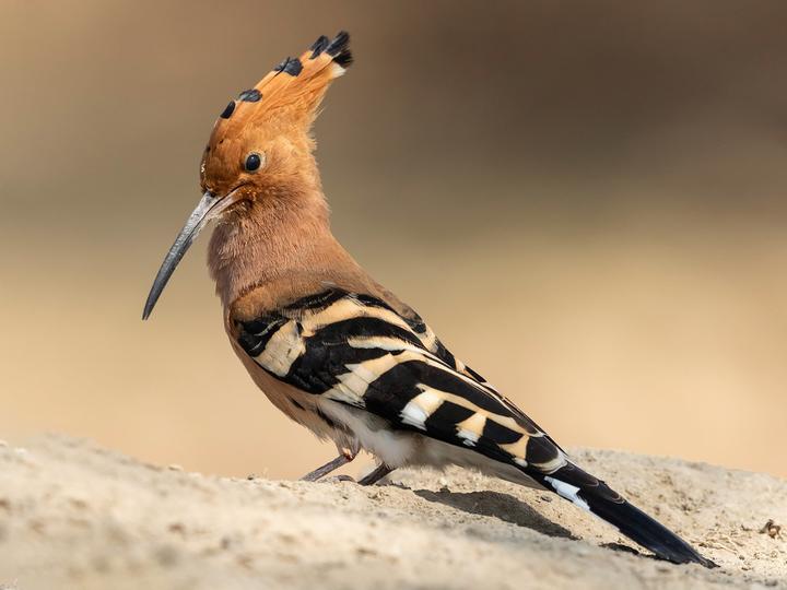 Eurasian Hoopoe
