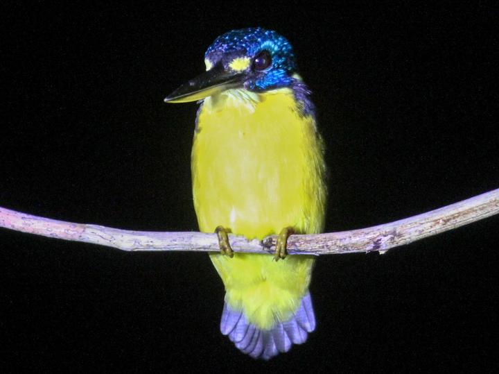 North Solomons Dwarf Kingfisher