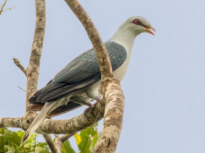 Pale Mountain Pigeon