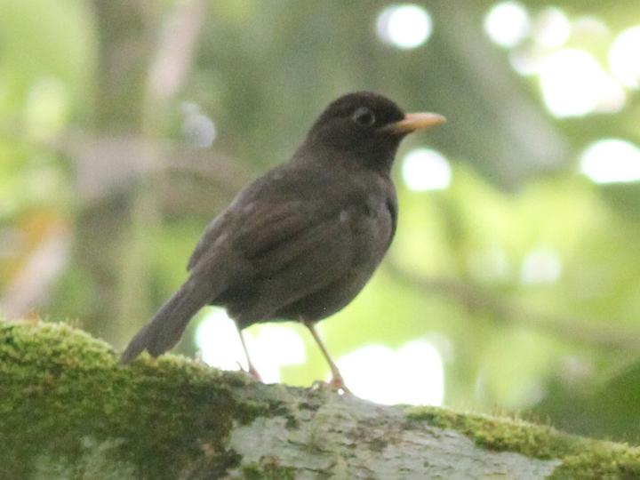 Solomons Island Thrush