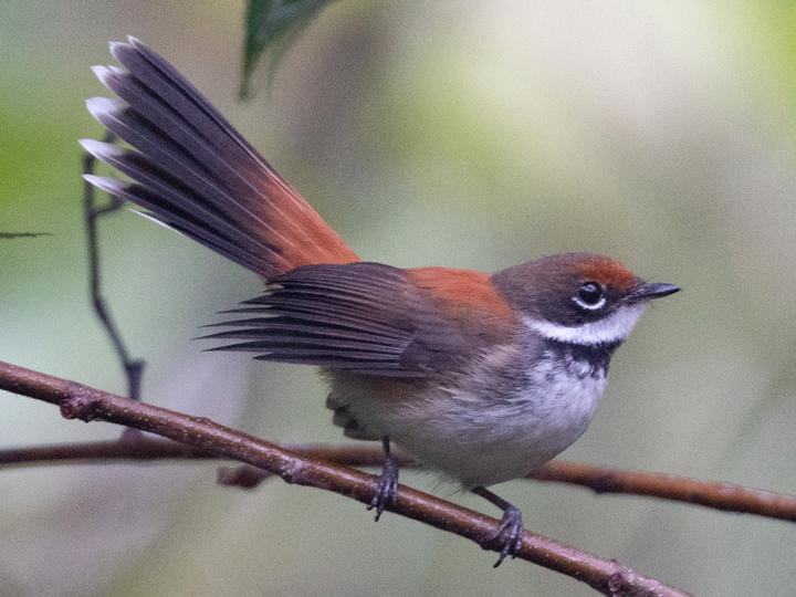 Solomons Rufous Fantail