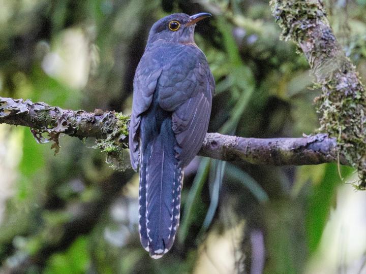 Solomons Brush Cuckoo