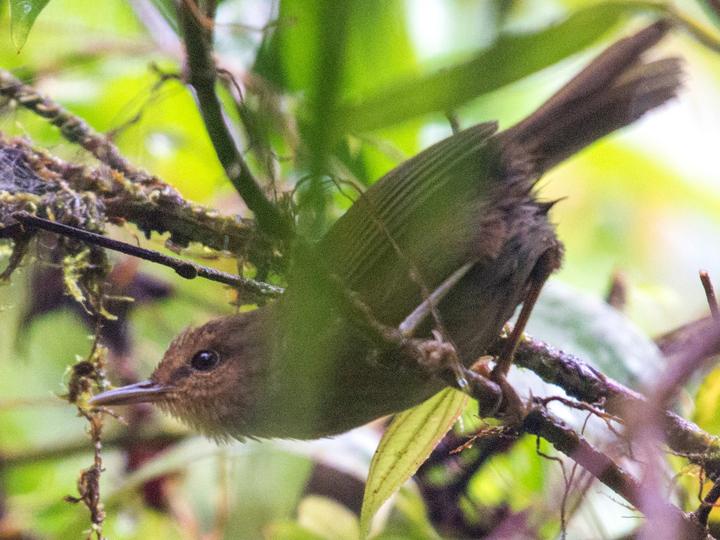 Shade Bush Warbler