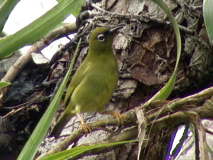 Solomons White-eye