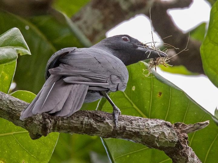 North Melanesian Cuckooshrike
