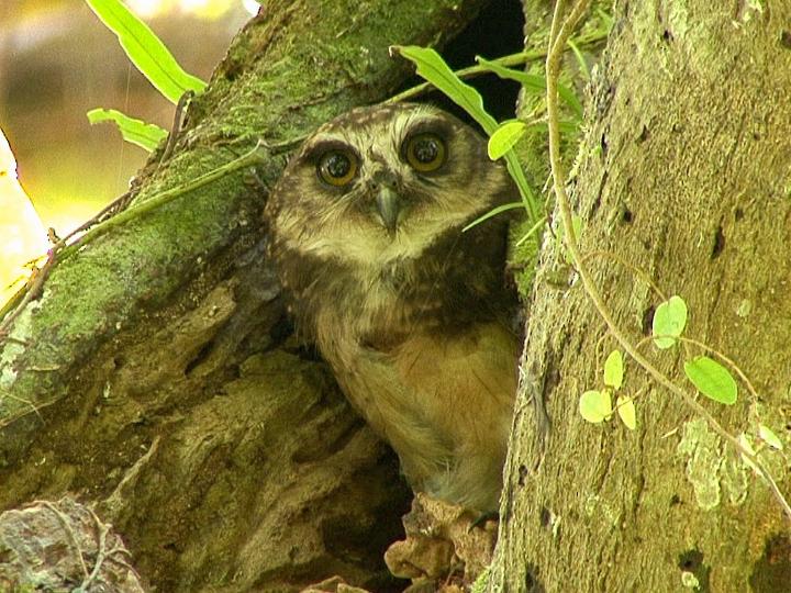 West Solomons Owl