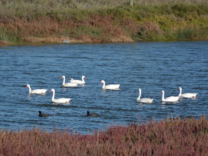 Coscoroba Swan