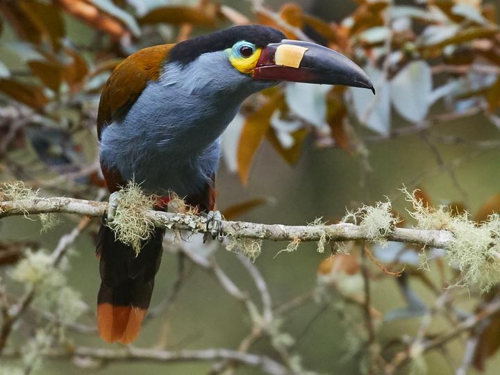 Plate-billed Mountain Toucan