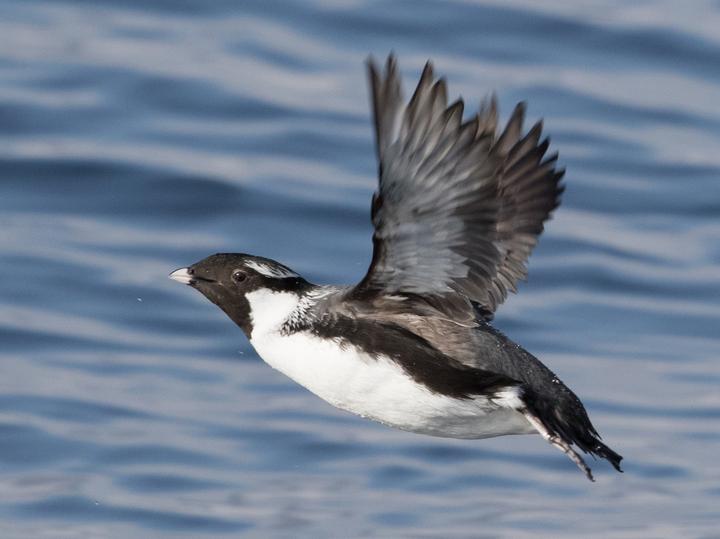 Ancient Murrelet
