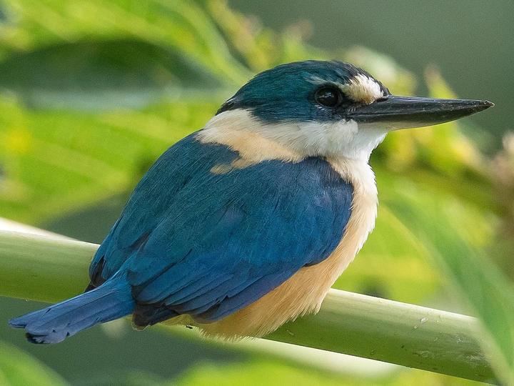 Flat-billed Kingfisher